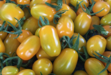 Exploitation Horticole et Maraîchère de Lomme. tomate cerise jaune