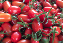 Exploitation Horticole et Maraîchère de Lomme. tomate cerise rouge