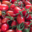 Exploitation Horticole et Maraîchère de Lomme. tomate cerise rouge