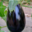 Ferme Cimetière. Aubergine