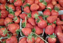 Ferme Cimetière. Fraises