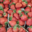 Ferme Cimetière. Fraises