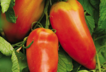 Cueillette du Tronquoy. Tomates cornue andine
