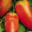 Cueillette du Tronquoy. Tomates cornue andine
