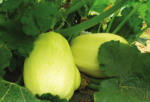 Cueillette du Tronquoy. courge spaghetti