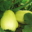 Cueillette du Tronquoy. courge spaghetti