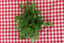 Cueillette du Tronquoy. Persil plat