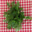 Cueillette du Tronquoy. Persil plat