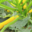 Cueillette du Tronquoy. courgette jaune