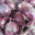Cueillette du Tronquoy. oignon rouge