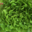 Cueillette du Tronquoy. Salade feuille de chêne verte