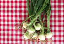 Cueillette du Tronquoy. oignons blancs
