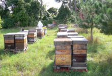 Délices de la ruche. Famille Hamette