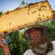 Patrick Vandecasteele, apiculteur