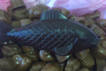 Xav de Lille. poisson chocolat noir