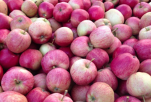 Les Vergers de Beaudignies. Pomme Gala