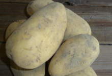 Au panier nature. Pommes de terre Annabelle 