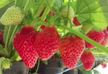 Au panier nature. Fraises cijosée