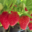 Au panier nature. Fraises cijosée