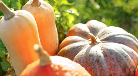 Le potager gourmand. Courges