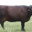 La ferme aux flamandes