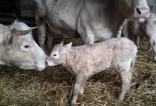 La Ferme du canton Hubaut