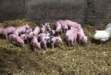 La Ferme du canton Hubaut