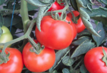 Ferme des tuileries. tomates