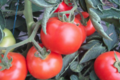 Ferme des tuileries. tomates