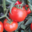 Ferme des tuileries. tomates