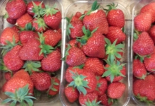 Ferme des tuileries. fraises