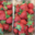 Ferme des tuileries. fraises