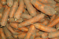 Ferme des tuileries. carottes