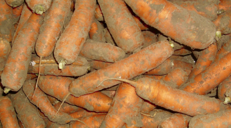 Ferme des tuileries. carottes