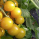 Ferme des tuileries. tomates-cerises jaunes