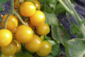 Ferme des tuileries. tomates-cerises jaunes