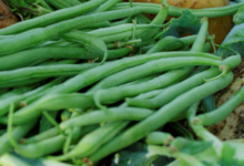 Ferme Guittard. Haricots verts