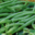 Ferme Guittard. Haricots verts