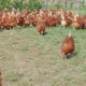 Volailles fermières