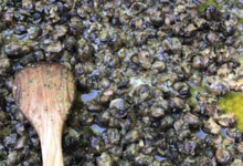 Escargots La maisonnette. poêlé d'escargots