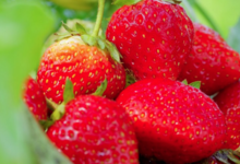 Fraises