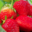 Fraises