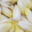 Endives