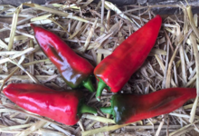 Ferme Vandesompele. Piments