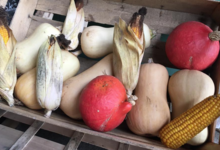 Ferme Vandesompele. maïs