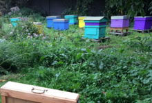 les mûres ont des abeilles
