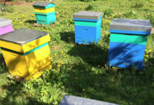 les mûres ont des abeilles