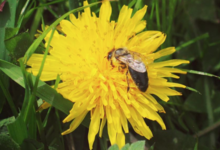 les mûres ont des abeilles