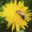 les mûres ont des abeilles