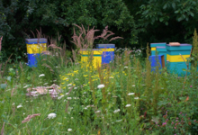 les mûres ont des abeilles